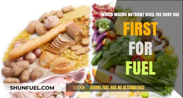 How Your Body Chooses Its Primary Fuel Source: Macronutrient Breakdown