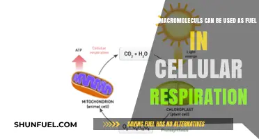 Macromolecules as Fuel: Powering Cellular Respiration in Living Organisms