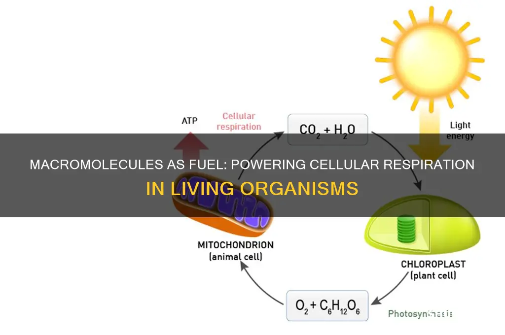 which macromoleculs can be used as fuel in cellular respiration