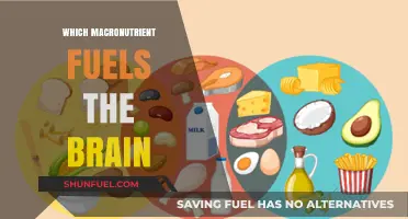 Brain Power: The Essential Macronutrient That Fuels Cognitive Function