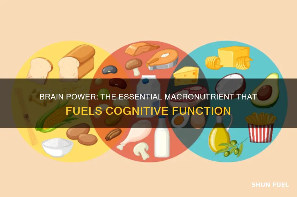 which macronutrient fuels the brain