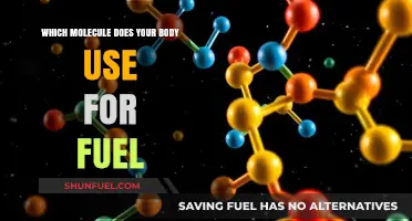 Unlocking Energy: The Molecule That Powers Your Body's Fuel System