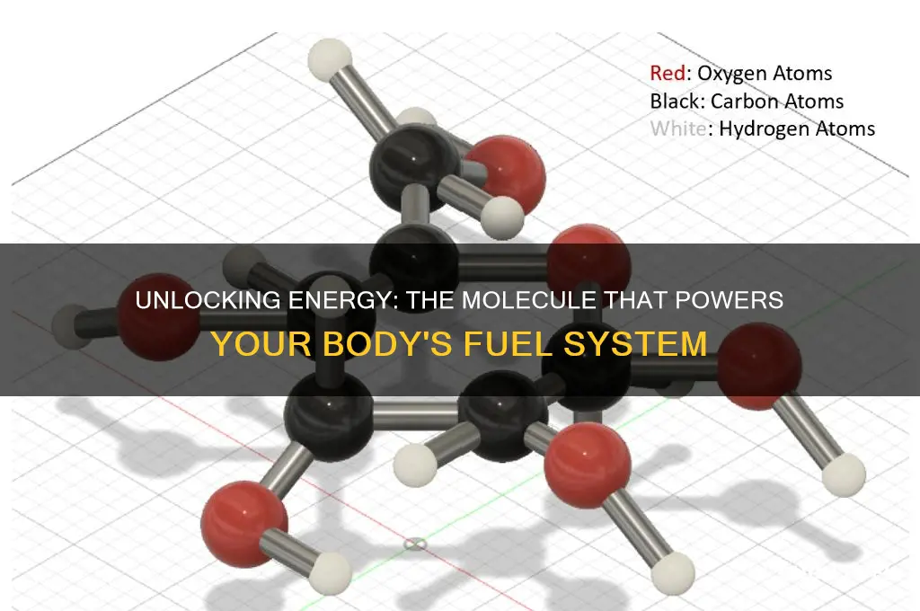 which molecule does your body use for fuel