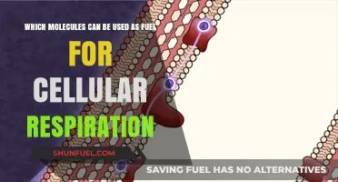 Molecular Fuel for Cellular Respiration: Key Compounds Powering Life Processes
