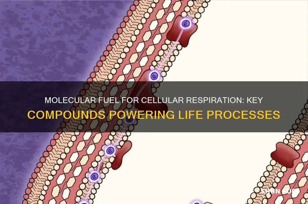 which molecules can be used as fuel for cellular respiration