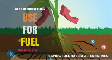 Plant Power Source: Unveiling the Essential Nutrient for Growth and Energy