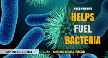 Essential Nutrients That Fuel Bacterial Growth and Survival