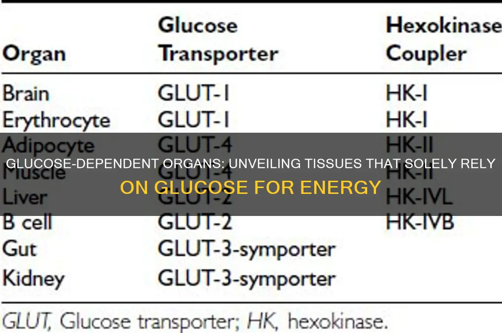 which of the following can only use glucose for fuel