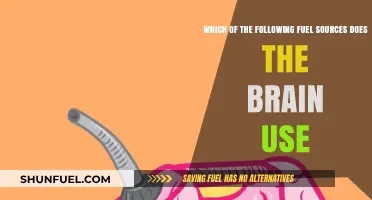 Brain Fuel: Unveiling the Primary Energy Source for Cognitive Function