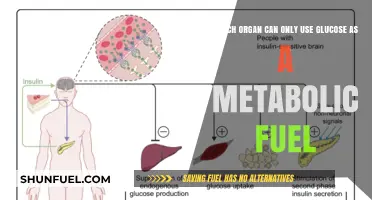 The Brain's Unique Dependency: Glucose as Sole Metabolic Fuel