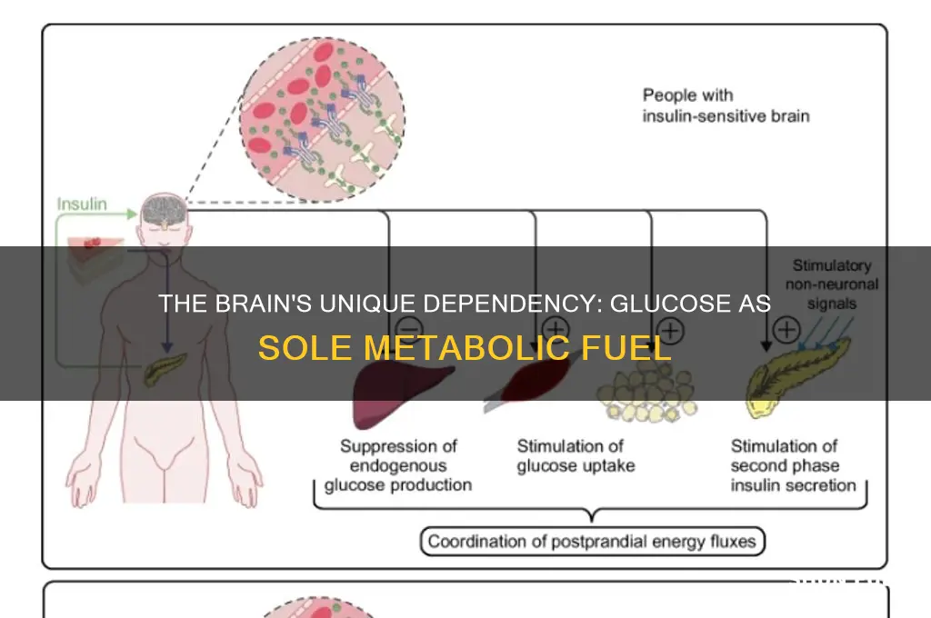 which organ can only use glucose as a metabolic fuel