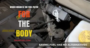 The Body's Fuel Filter: Which Organ Cleanses?