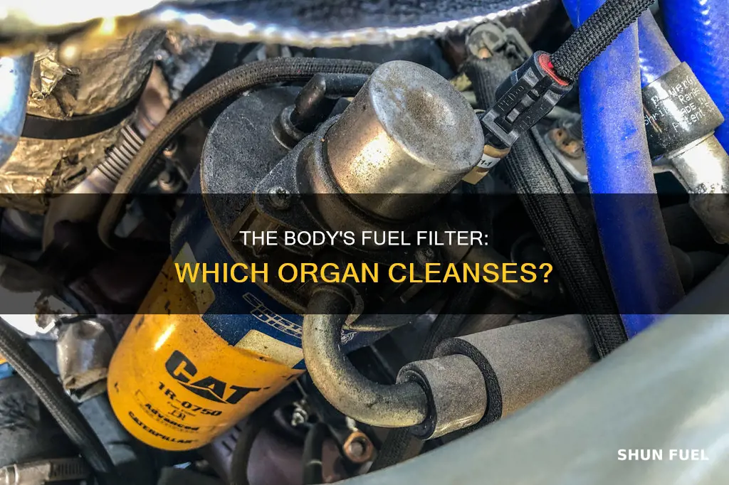 which organ is the fuel filter for the body