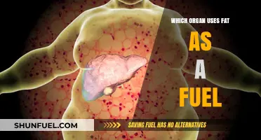 How Your Body Burns Fat: The Surprising Organ That Uses It as Fuel