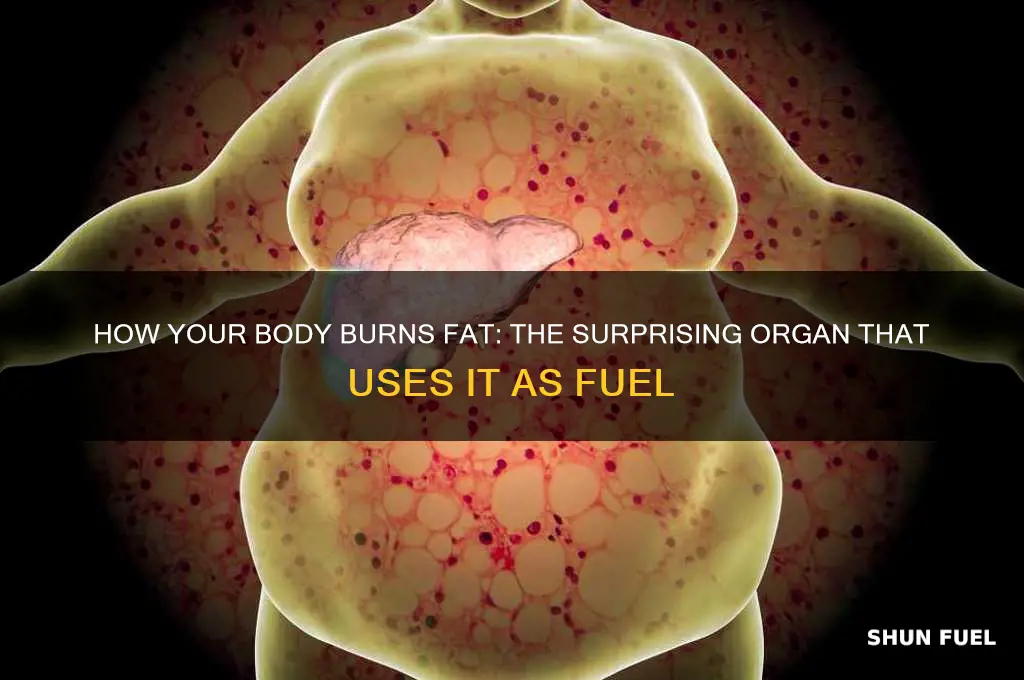 which organ uses fat as a fuel