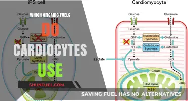 Organic Fuels Powering Cardiocytes: Unveiling the Heart's Preferred Energy Sources