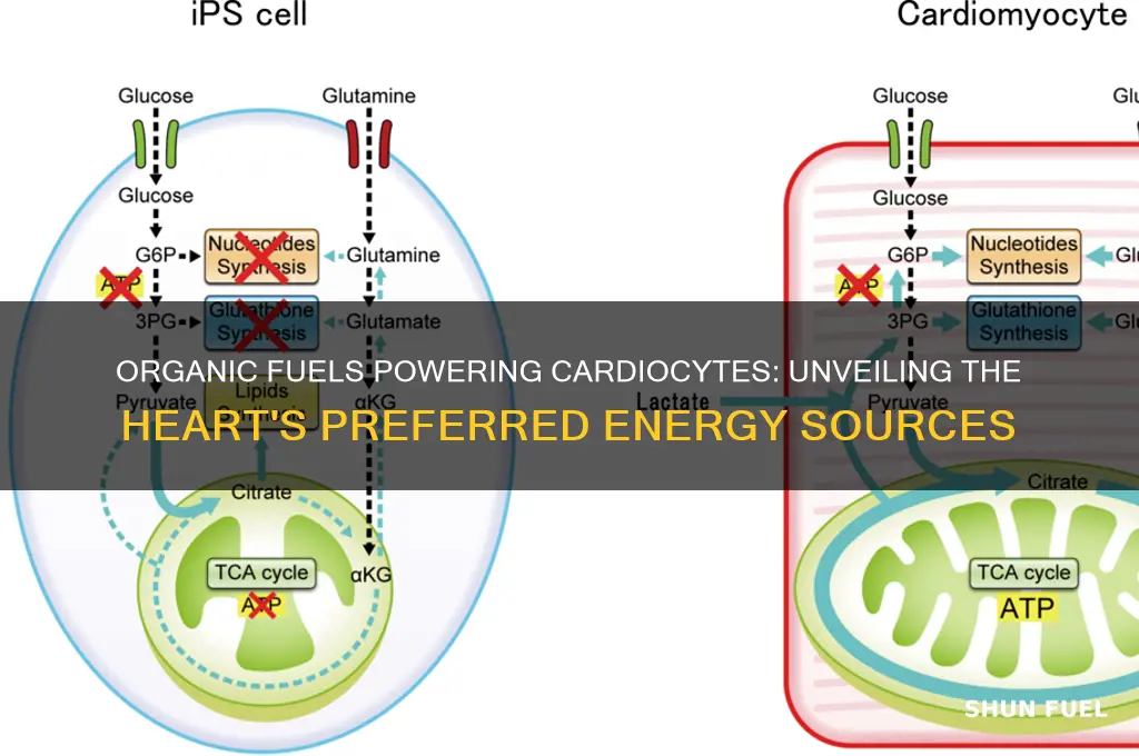 which organic fuels do cardiocytes use