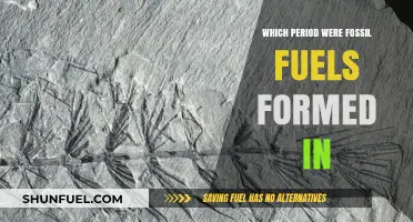 The Carboniferous Era: When Fossil Fuels Were Formed