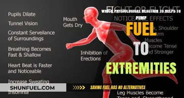 How the Fight-or-Flight Response Delivers Energy to Extremities
