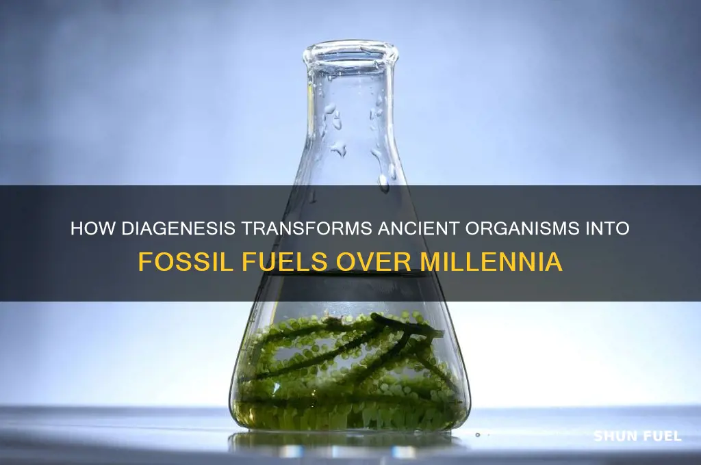 which process helps transform remains of organisms into fossil fuels