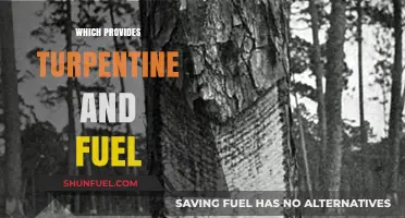Pine Trees: Nature's Dual Gift of Turpentine and Fuel Sources