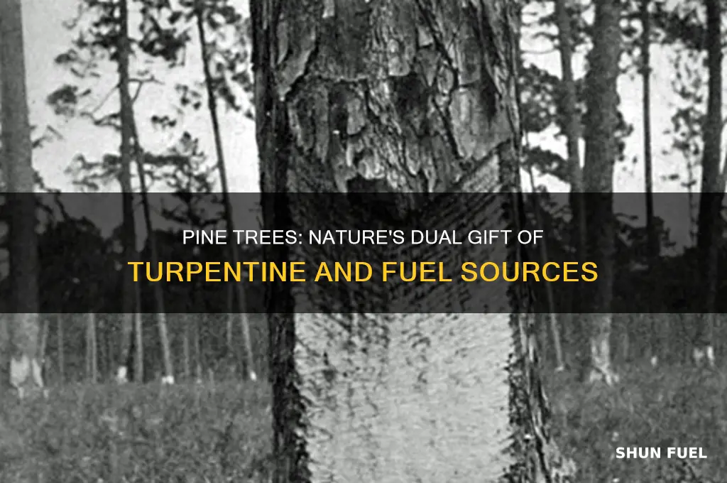 which provides turpentine and fuel