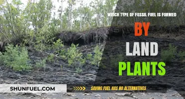 Land Plants' Legacy: The Formation of Coal Fossil Fuel