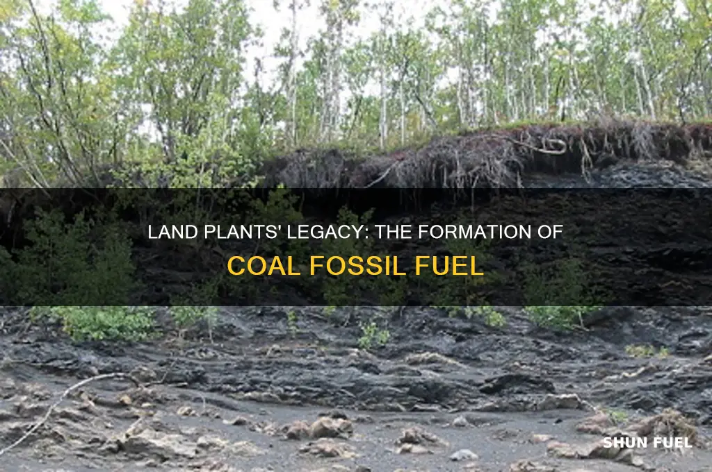 which type of fossil fuel is formed by land plants