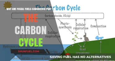 Fossil Fuels' Role in the Carbon Cycle Explained