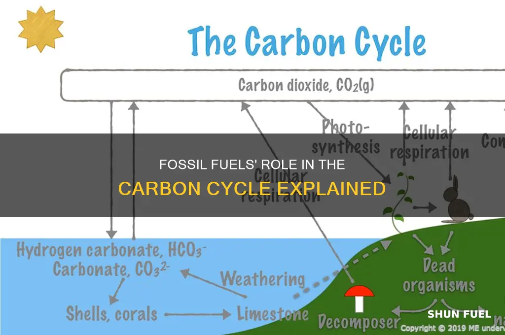 why are fossil fuels considered part of the carbon cycle