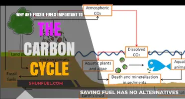 Fossil Fuels' Role in the Carbon Cycle: Importance and Impact
