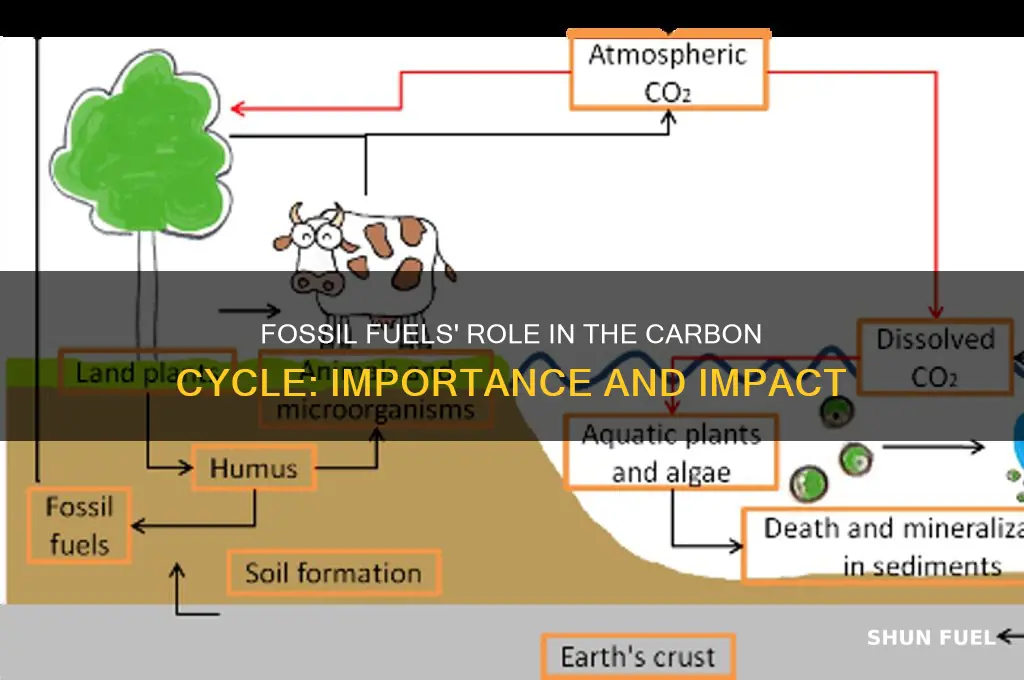why are fossil fuels important to the carbon cycle