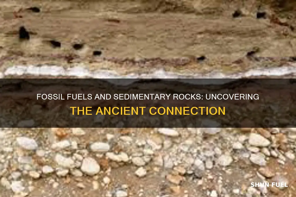 why are fossil fuels only found in sedimentary rocks