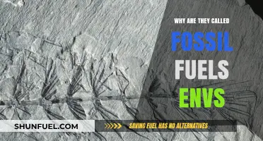 Why Fossil Fuels Bear the Name: Environmental Origins Explained