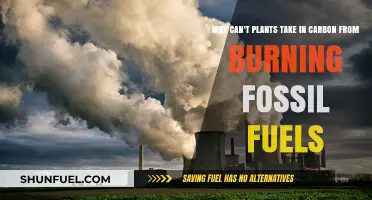 Why Plants Can't Absorb Carbon from Burning Fossil Fuels