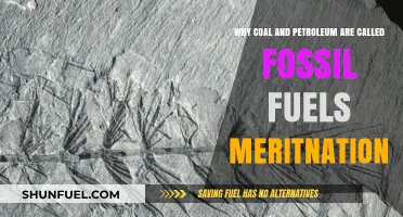 Why Coal and Petroleum Are Called Fossil Fuels: Explained