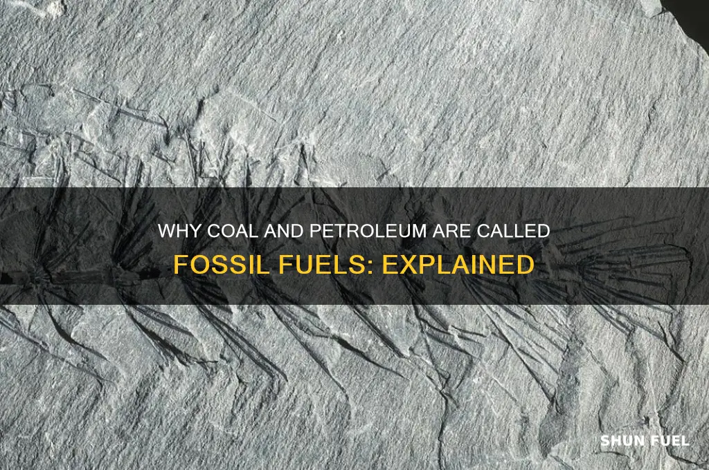 why coal and petroleum are called fossil fuels meritnation
