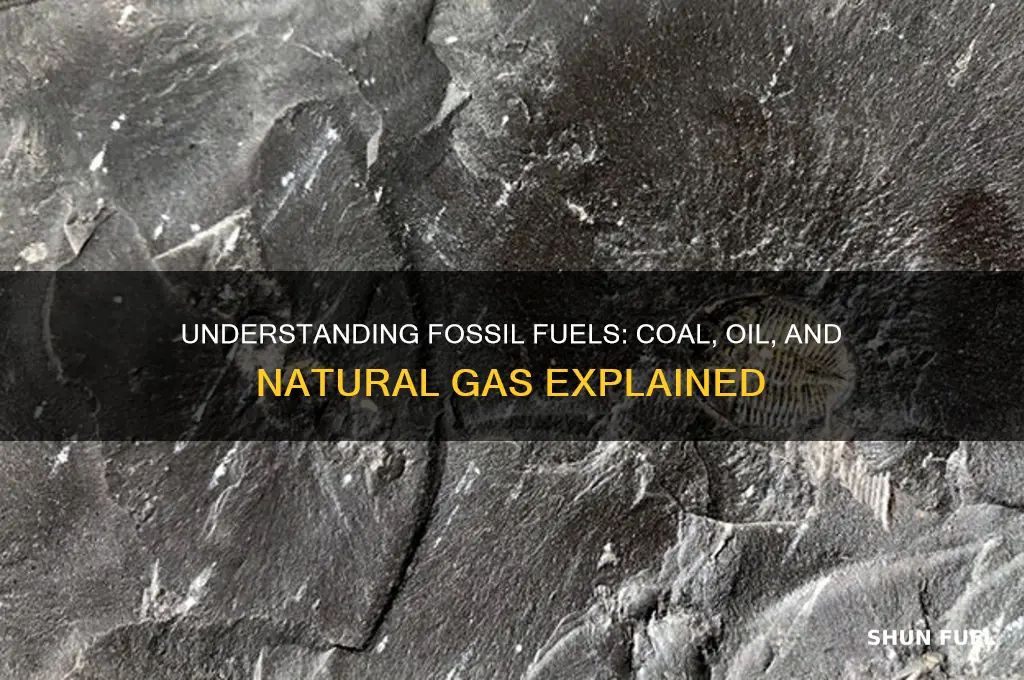 why coal oil and natural gas are fossil fuels
