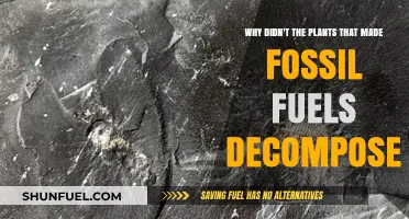 Why Ancient Plants Escaped Decay to Form Fossil Fuels