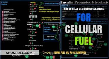 Why Cells Prefer Monosaccharides as Their Primary Energy Source