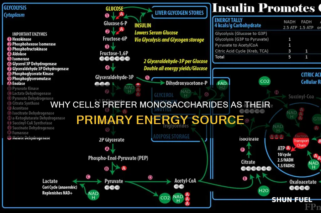 why do cells use monosaccharides for cellular fuel