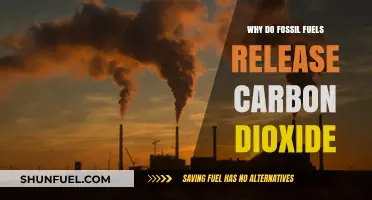 Why Fossil Fuels Burn and Release Carbon Dioxide