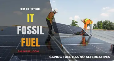 Fossil Fuels: Ancient Organisms Powering Our World