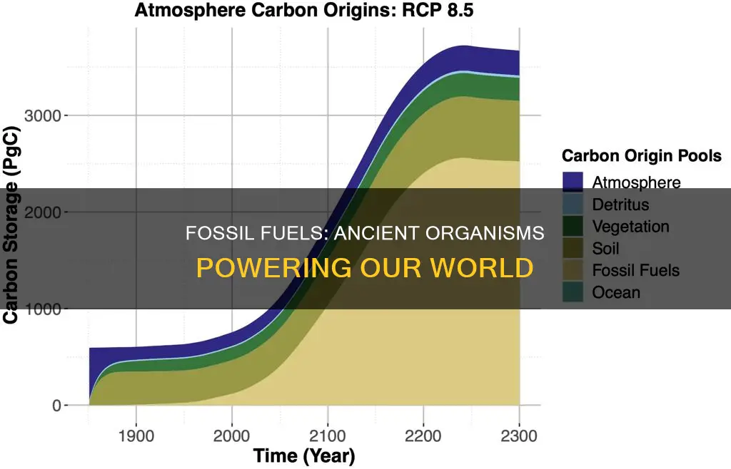 why do they call it fossil fuel