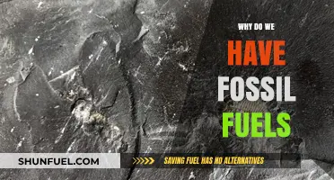 The Ancient Origins and Formation of Our Fossil Fuels Explained