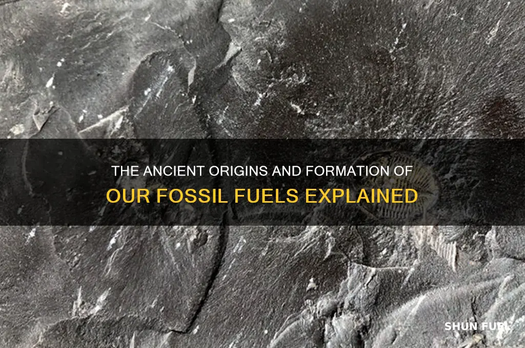why do we have fossil fuels