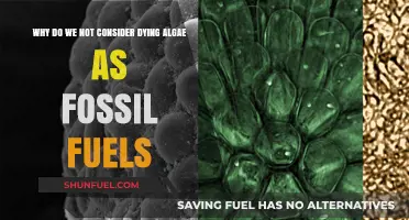 Dying Algae: Why It's Not Classified as Fossil Fuel