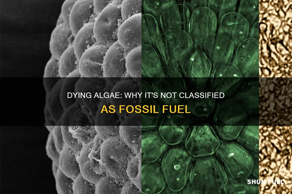 why do we not consider dying algae as fossil fuels