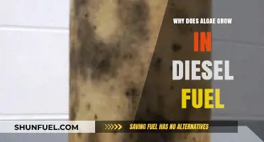 Algae Growth in Diesel: Understanding the Root Cause