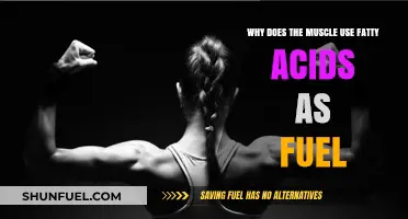 Why Muscles Prefer Fatty Acids as Primary Fuel Source
